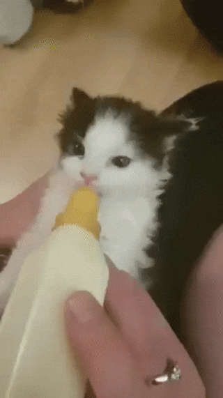 котенок.gif