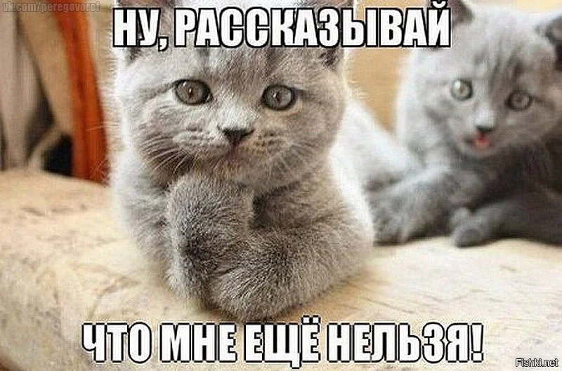 котенок.webp
