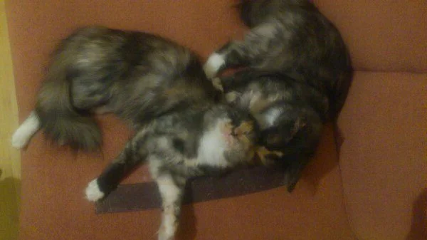 коти.webp