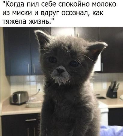 котик 2.JPG