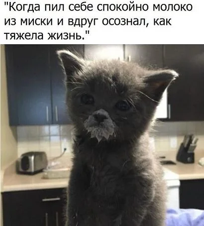 котик 2.webp