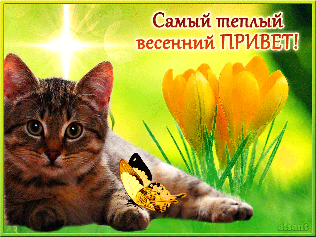 котик денек.gif