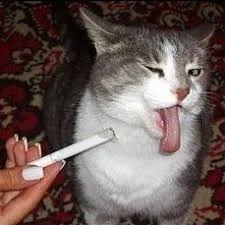 котик фу.webp