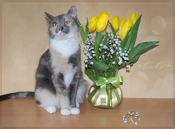 котик и ваза.webp