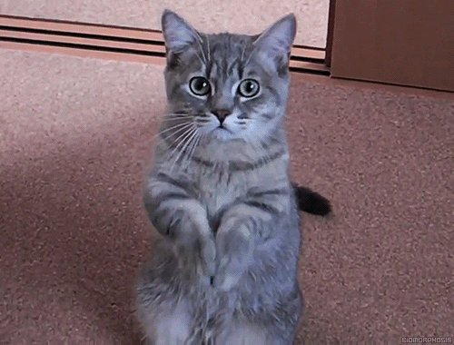 Котик просит.gif