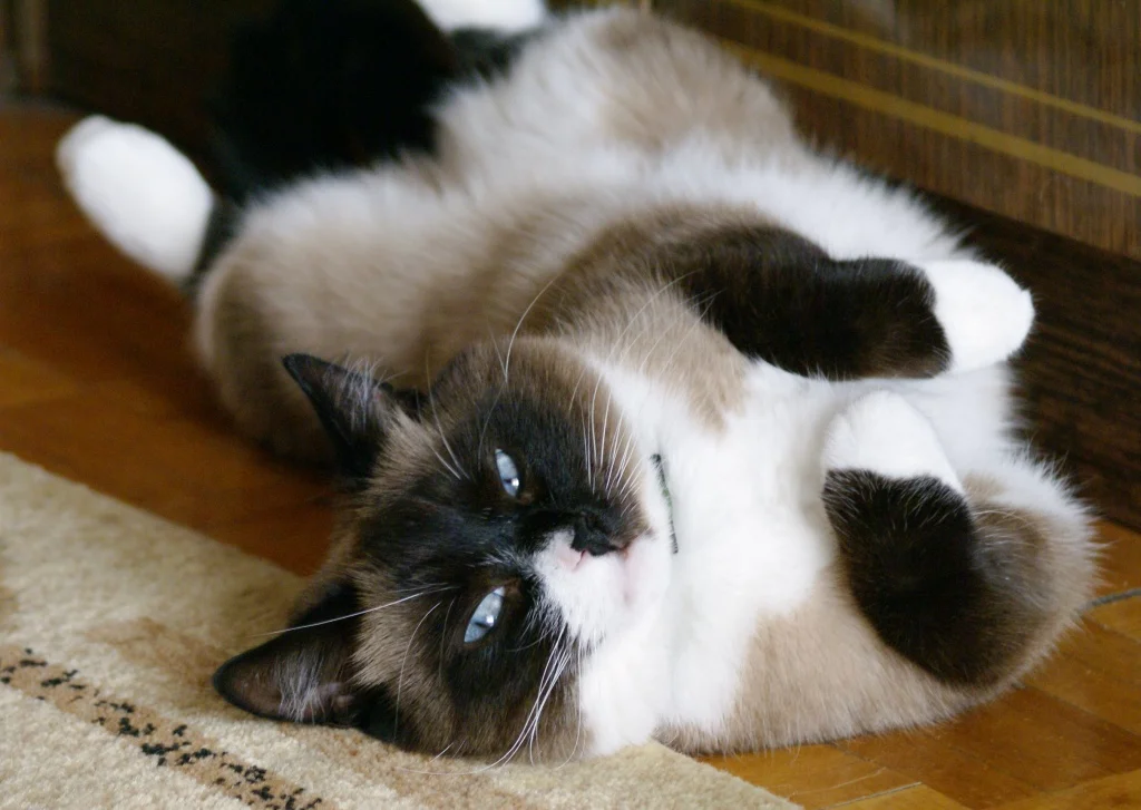 котик пузико.webp