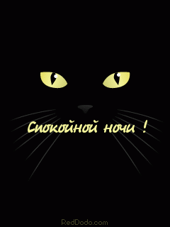 котик спок.gif