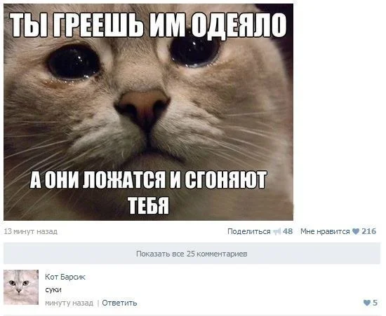 котик.webp