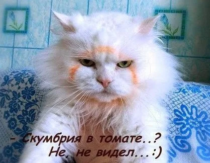 котик.webp