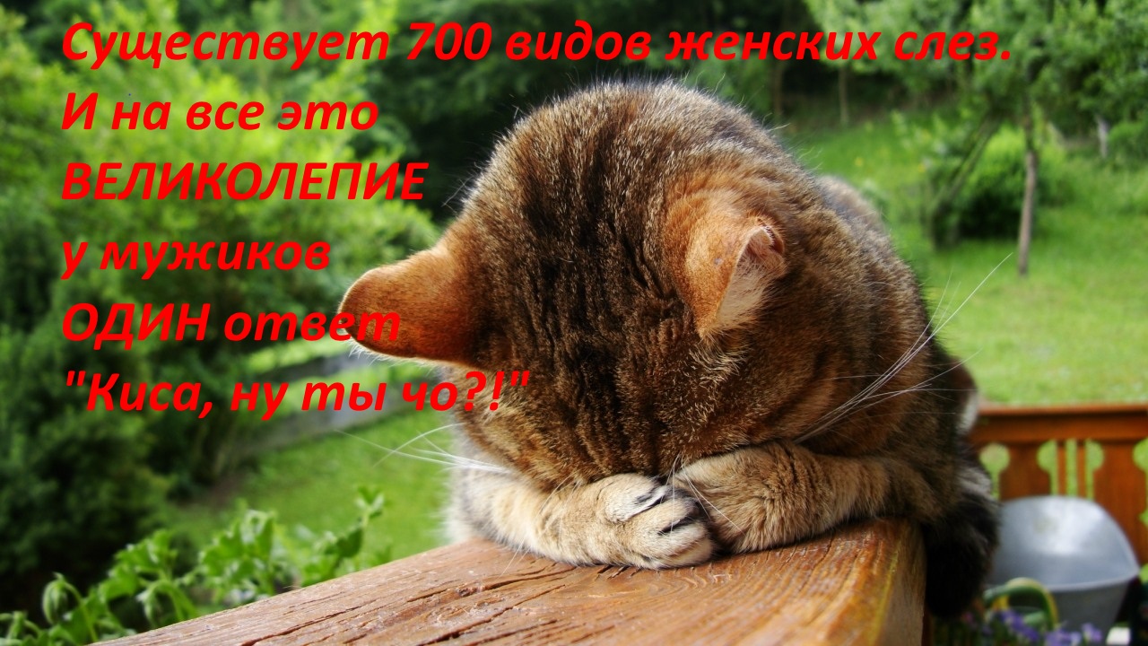 котик12.jpg