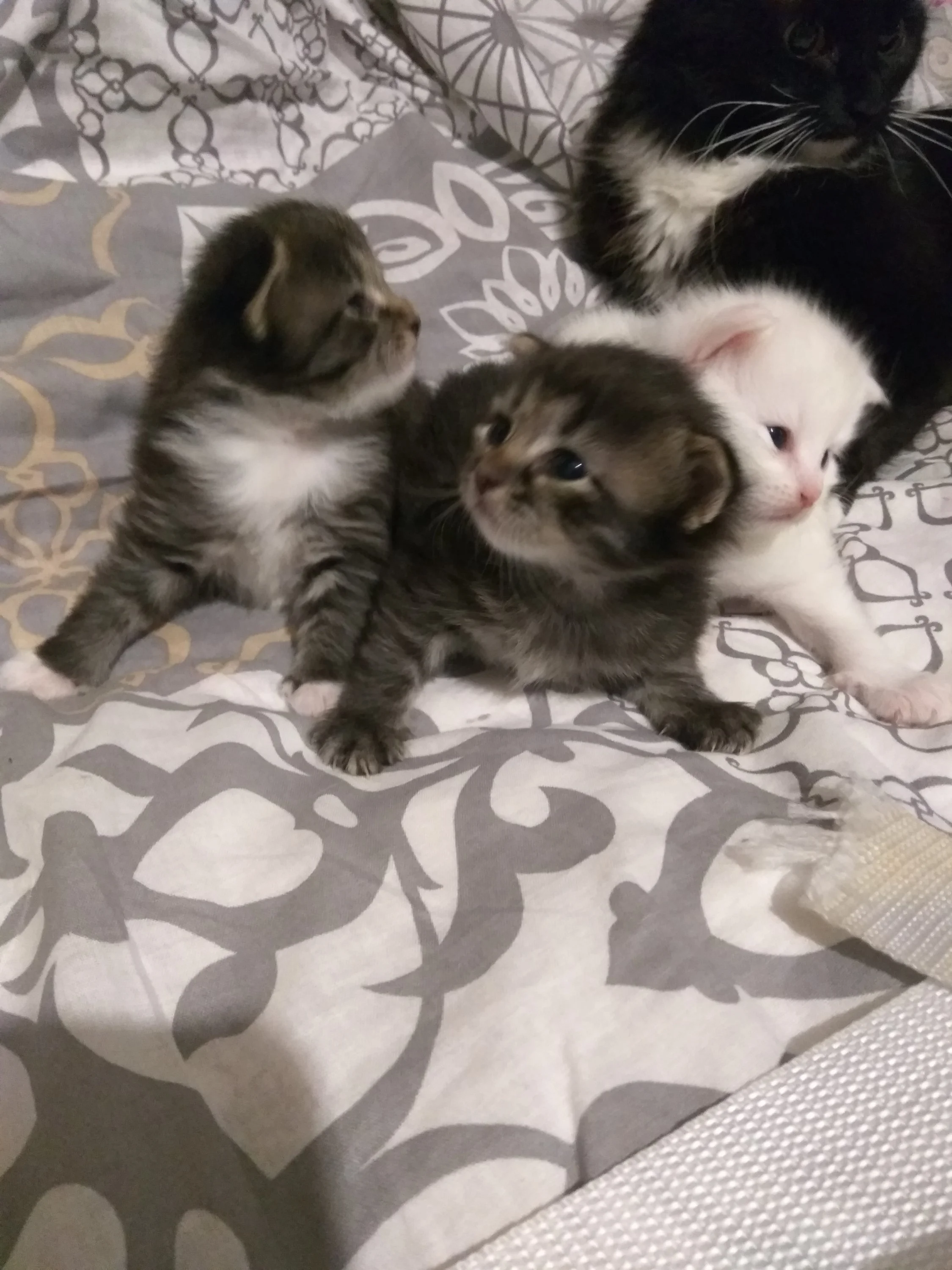 котики 2018 07.12.webp