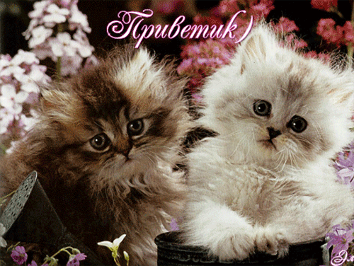 котики.gif