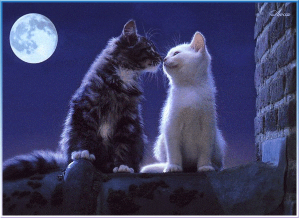 котики споки.gif