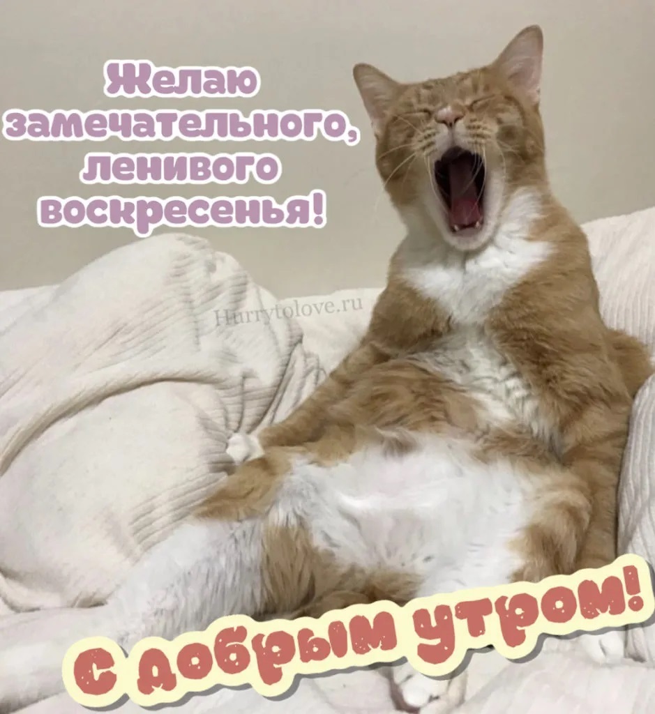 котя.jpg