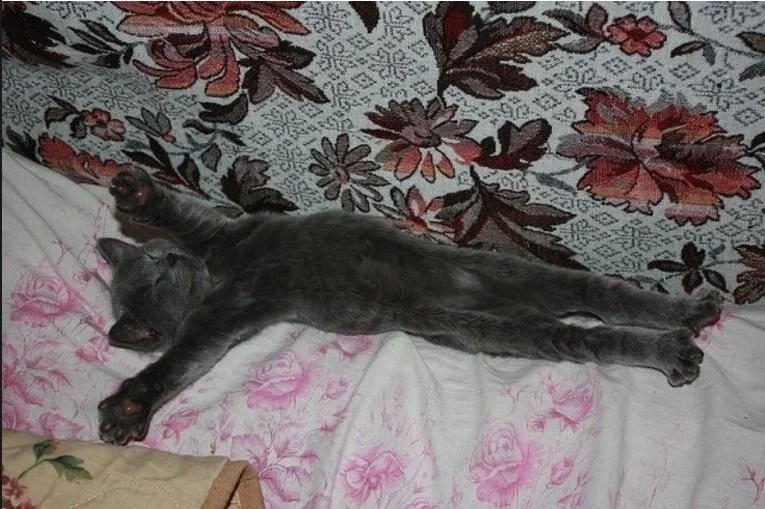 Котякыся потягушки.webp