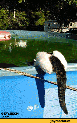 котяра-вода-бассейн-запуск-2144457.gif