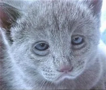 котяра.webp