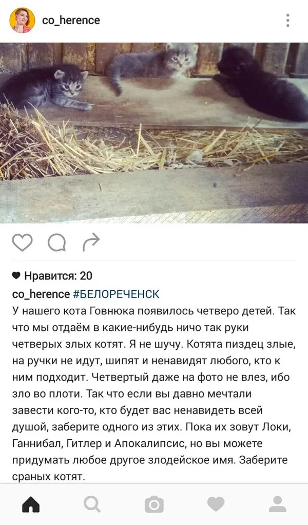 Котята-instagram-злобные-3196874.webp