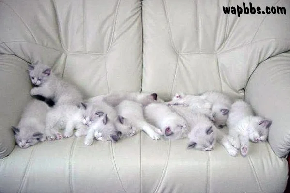 котята на диване.webp