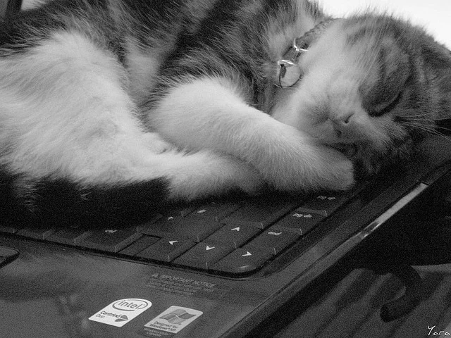 котна компе2.webp