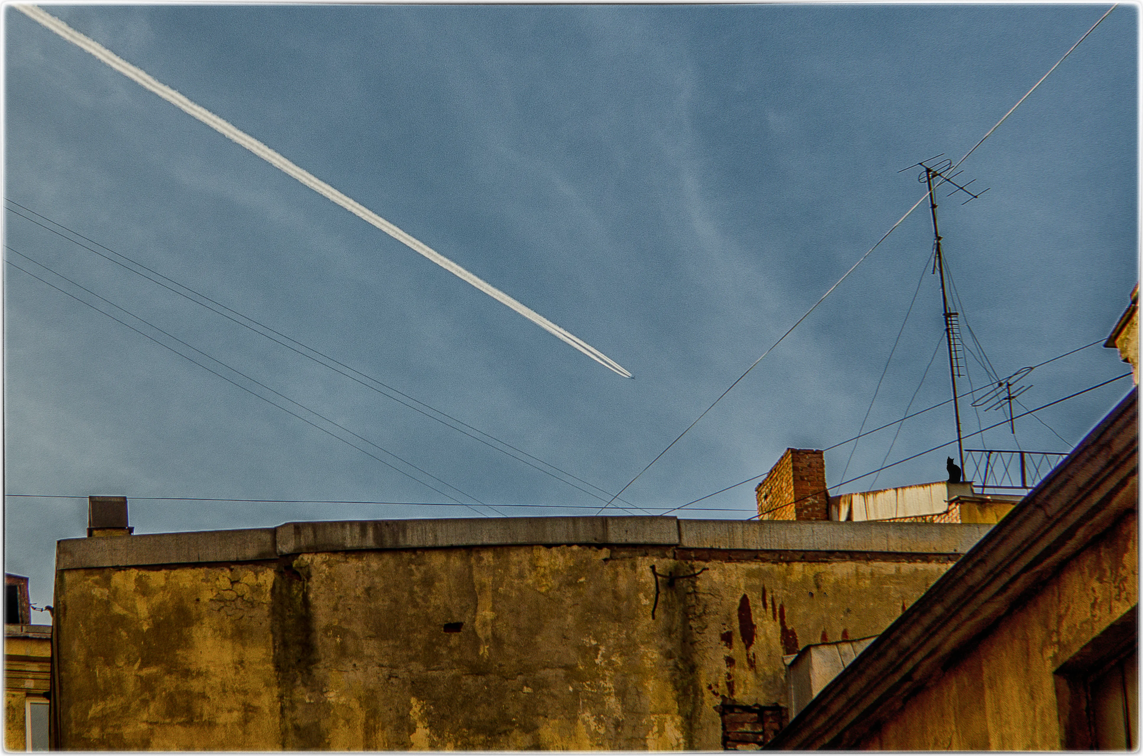 кото на крыше - 2.webp