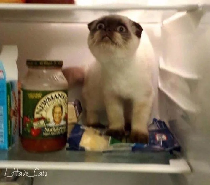 Кото в холодильнике.webp