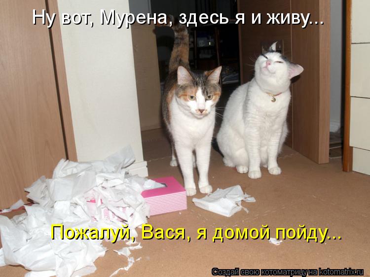 котом.jpg