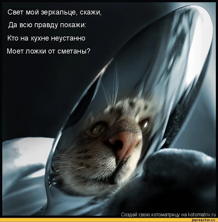 котоматрица-auto-11660.webp