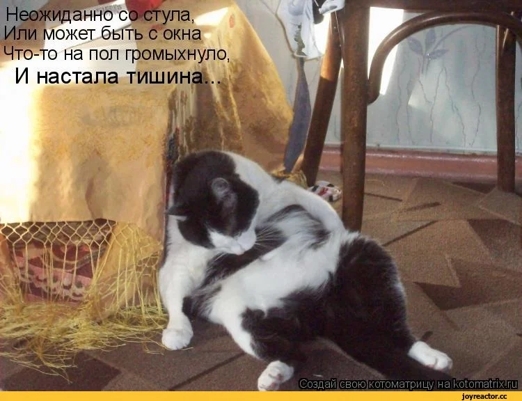 котоматрица-auto-13191.jpeg.webp