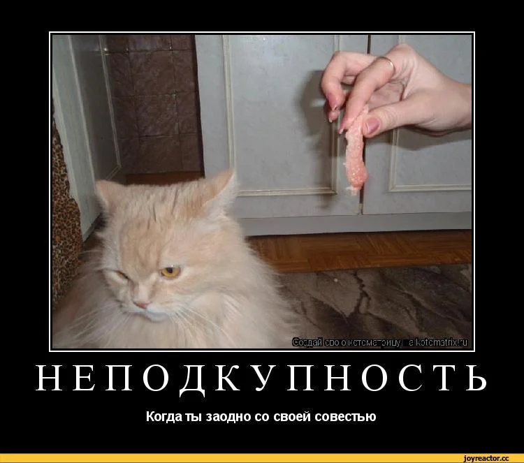 котоматрица-auto-18473.webp