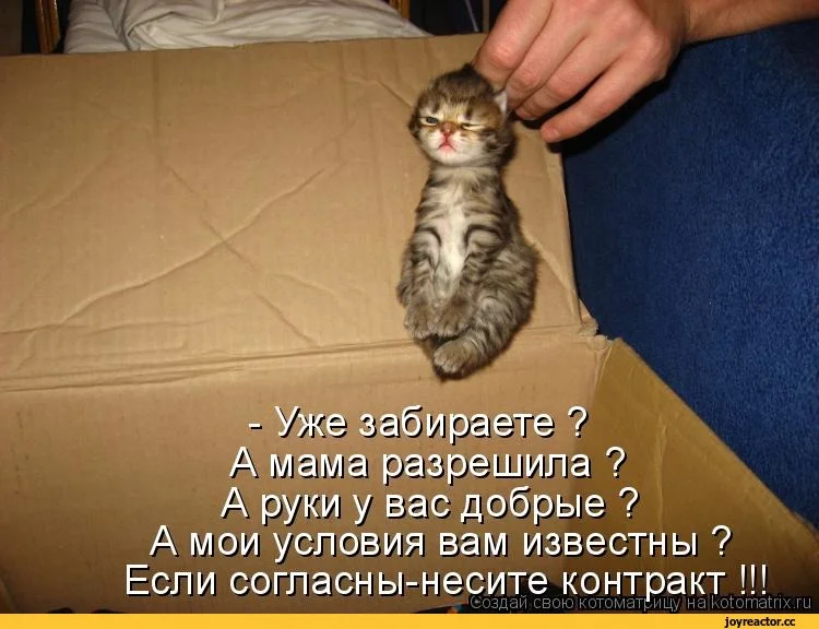 котоматрица-auto-24091.webp