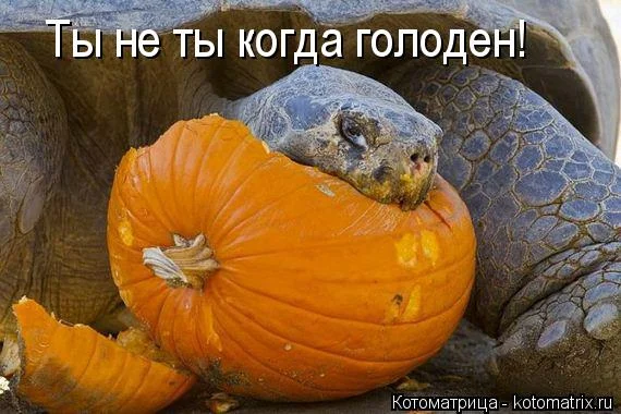 kotomatritsa_5.webp