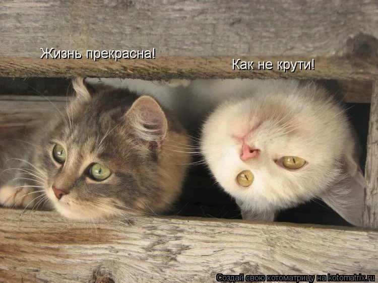 kotomatritsa_K.webp
