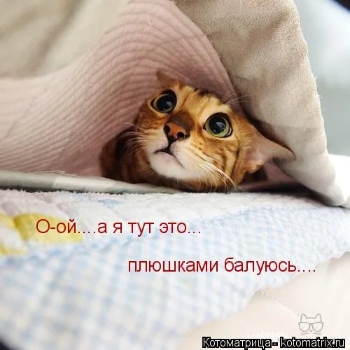 kotomatritsa_l2p.webp
