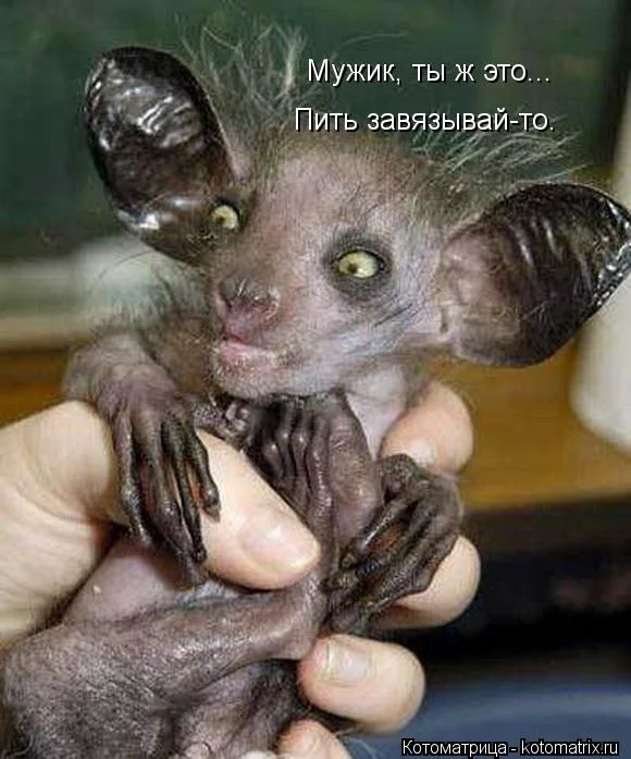 kotomatritsa_UE.webp