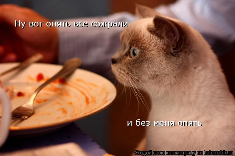 kotomatritsa_vF.webp
