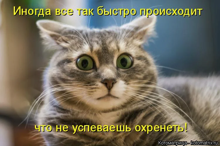 kotomatritsa_X.webp