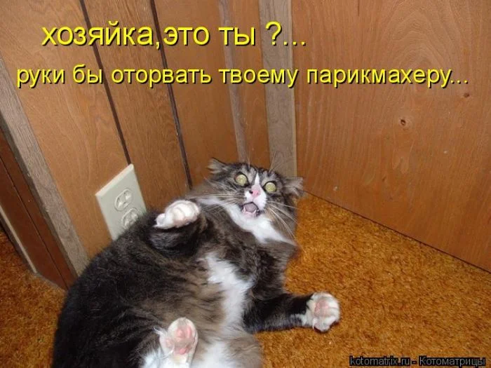 kotomatrix_03.webp
