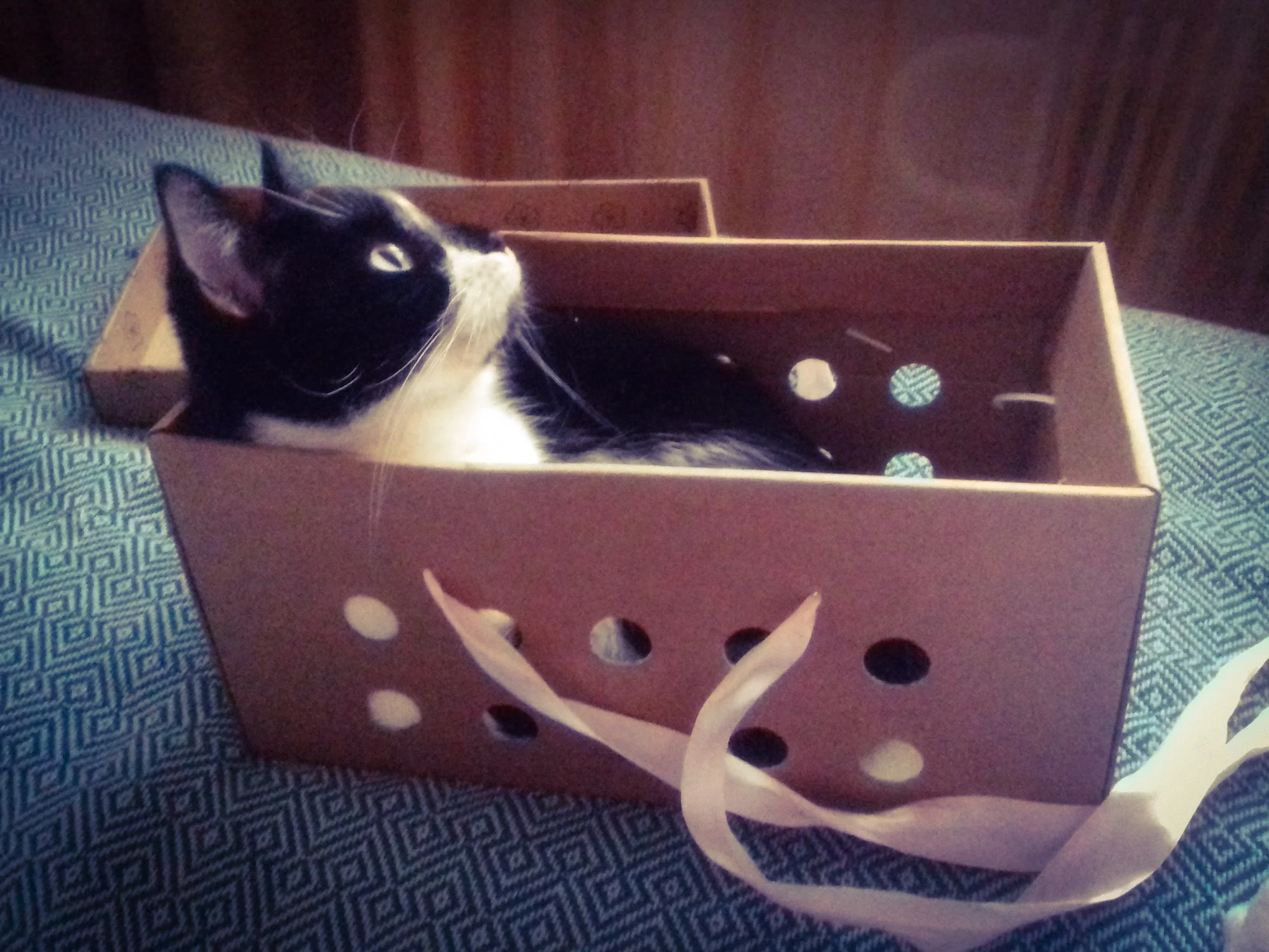 Котомодель ласка.webp