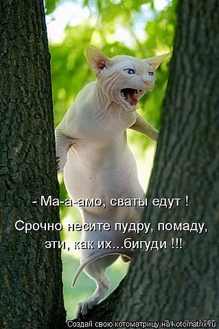 котооо.webp