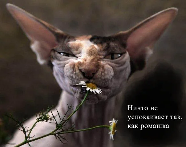 котромашка.webp