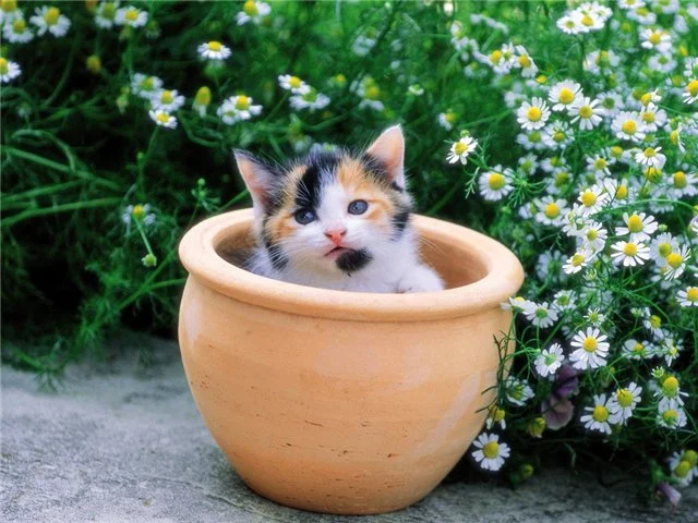 котв ромашках.webp