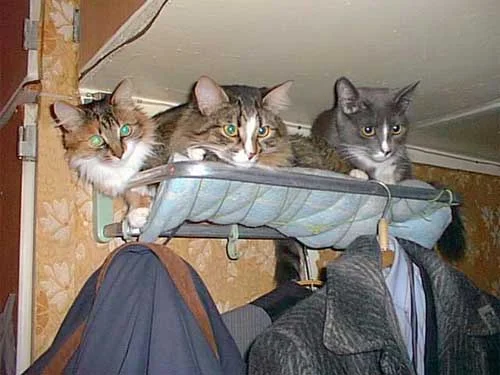 коты гасторбайтеры.webp