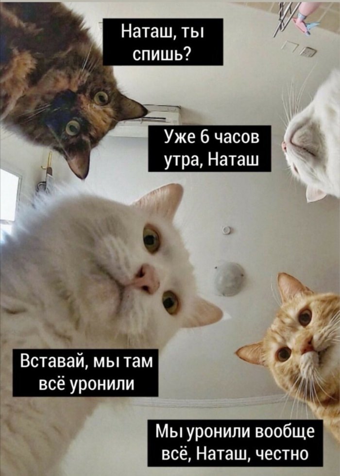 коты.jpg