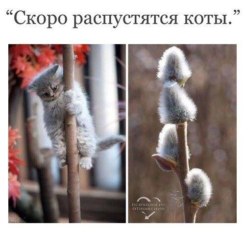 коты.jpg