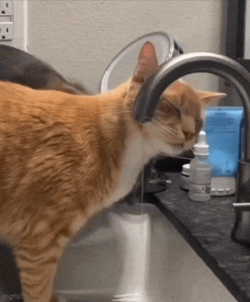 Коты пьют воду из-под крана.gif
