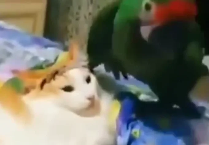 ? Коты против технологий!  ? Подборка котов для хорошего настроения! ?.webp