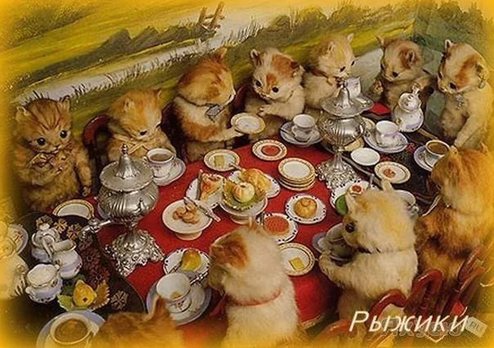 коты рыж..webp