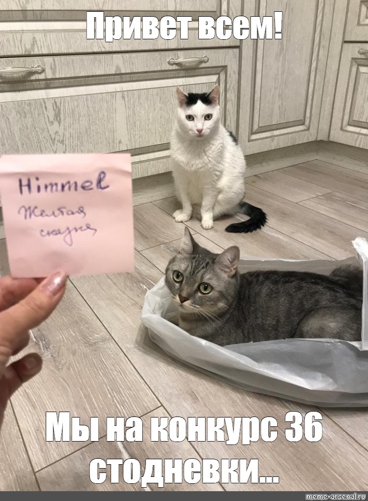 коты с мемом.jpg