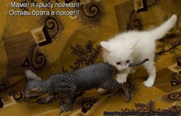 коты.webp